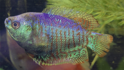Dwarf Gourami