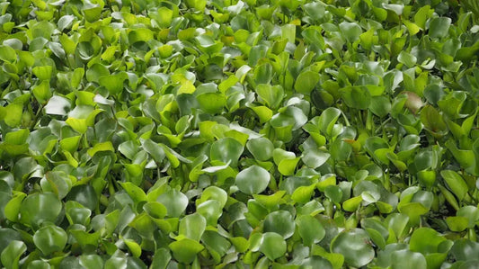 Water Hyacinth, Pontederia crassipes