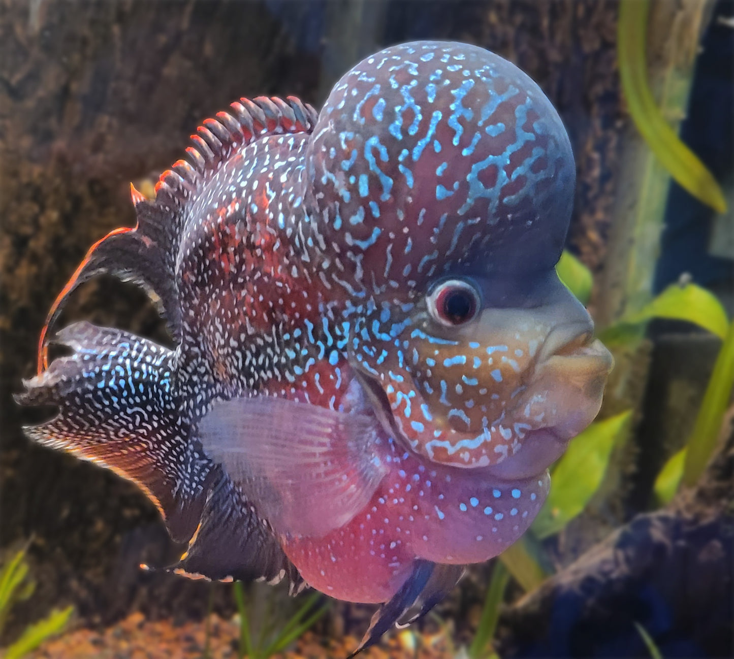 Flowerhorn