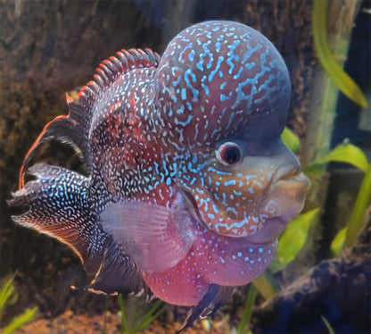 Flowerhorn