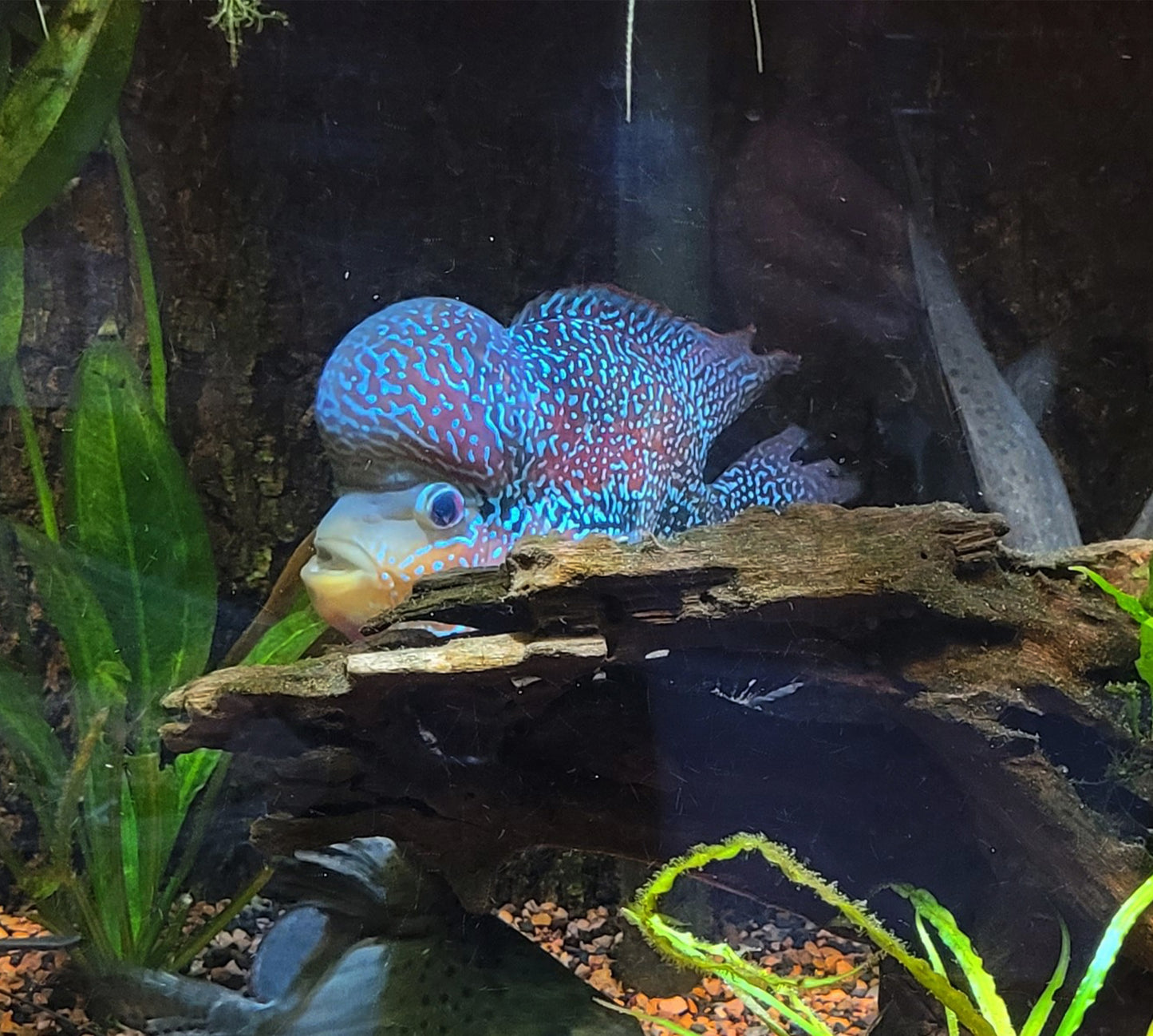 Flowerhorn