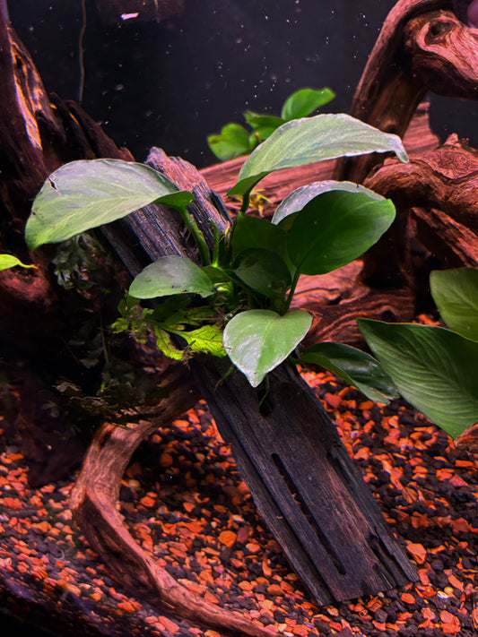 Large Assorted Anubias on Driftwood