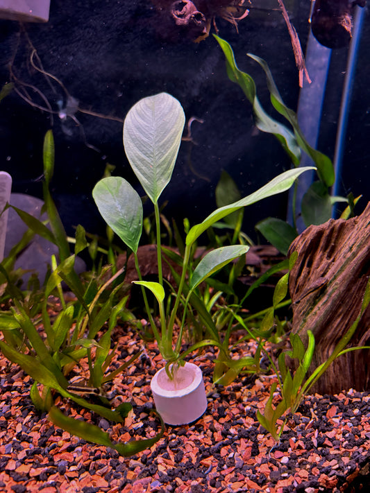 Anubias Congensis