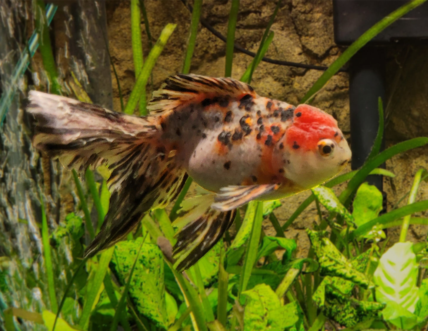 Fancy Goldfish