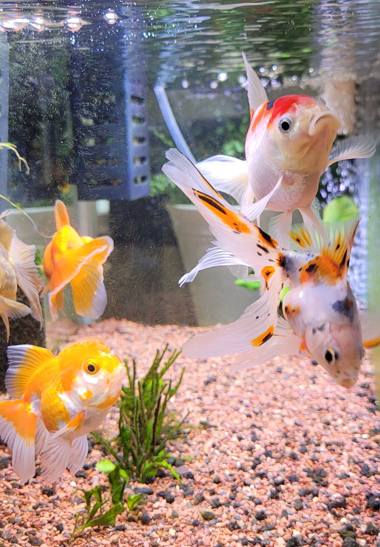 Fancy Goldfish