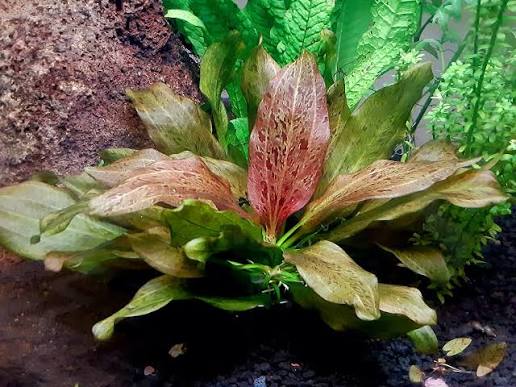 Echinodorus sp. "Ozelot Red"