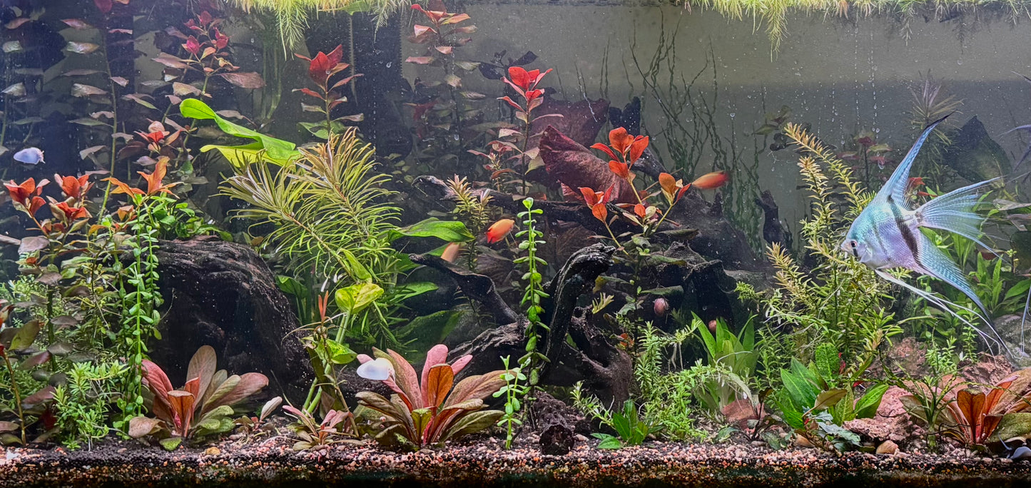 8 Plant Variety Pack!