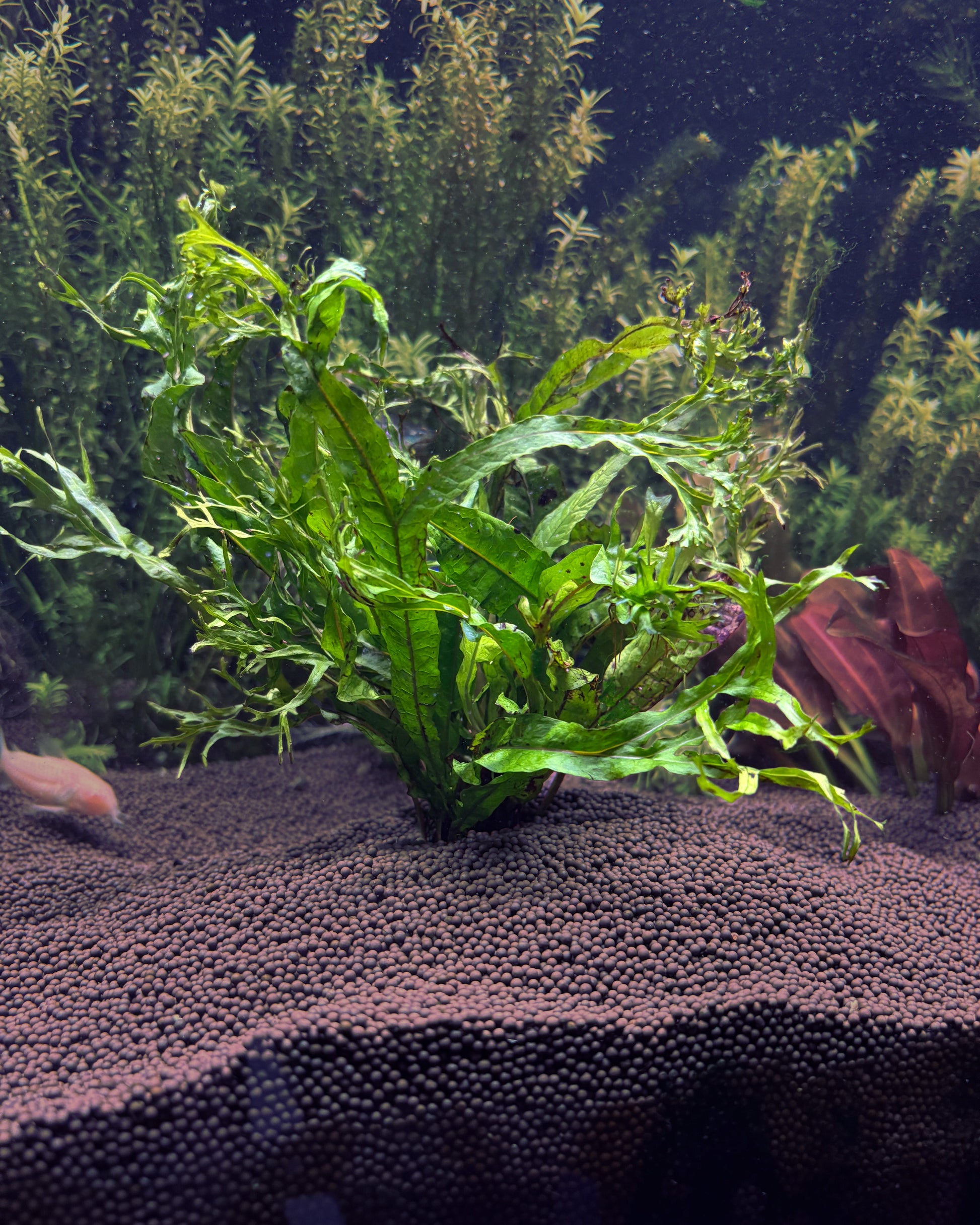 Aquatic plant in an aquarium with a dark background