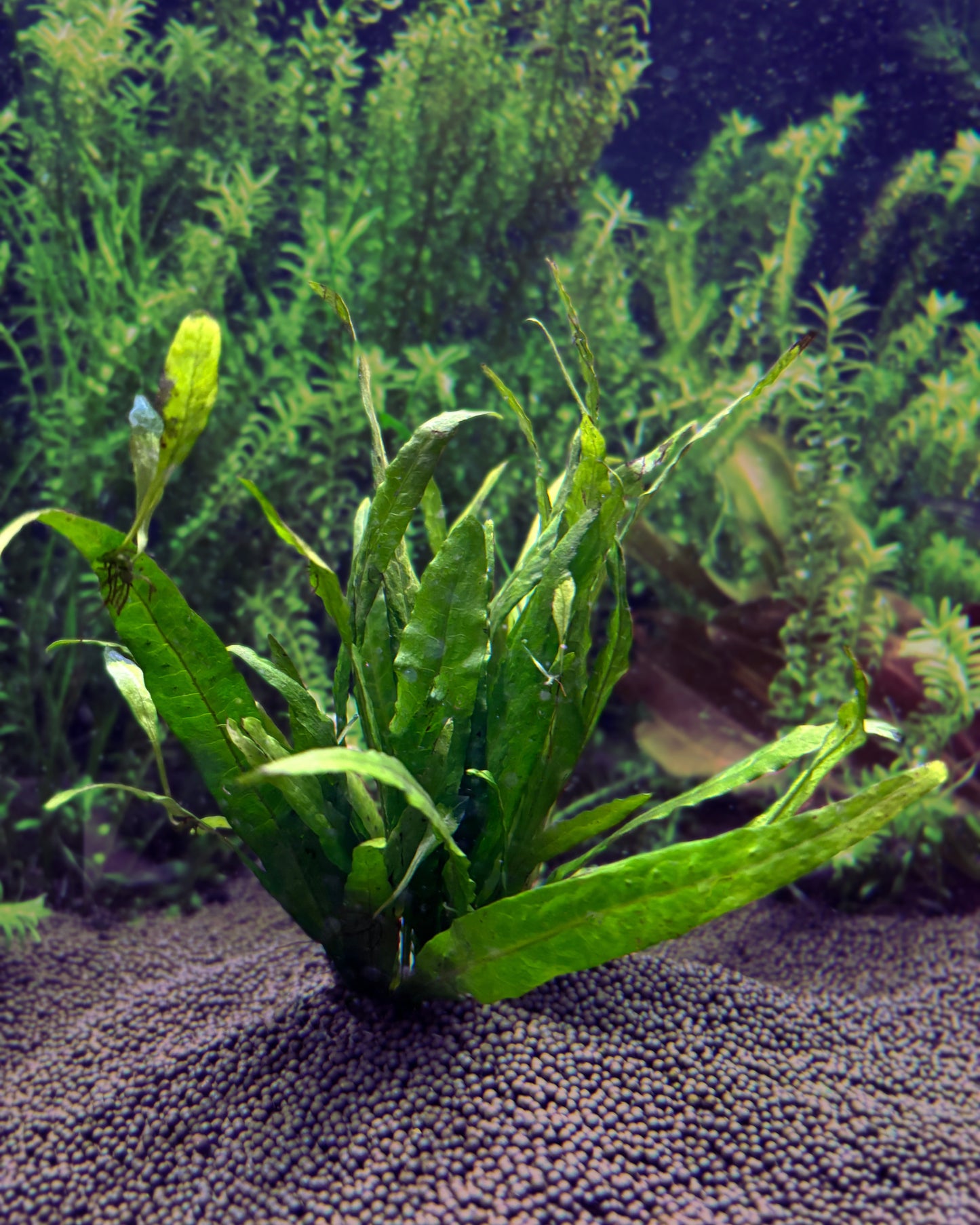 Aquatic plant in an aquarium setting with a dark background