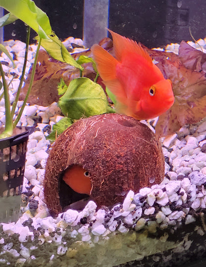 King Kong Parrot Cichlid