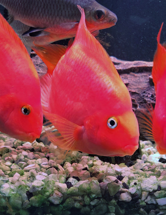 King Kong Parrot Cichlid