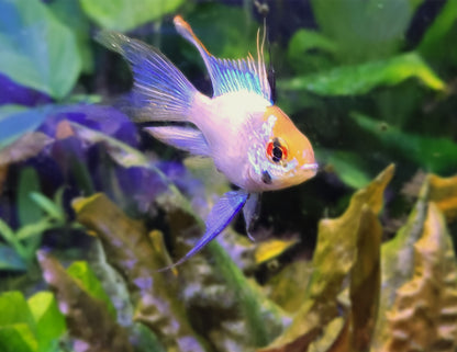 Electric Blue Ram