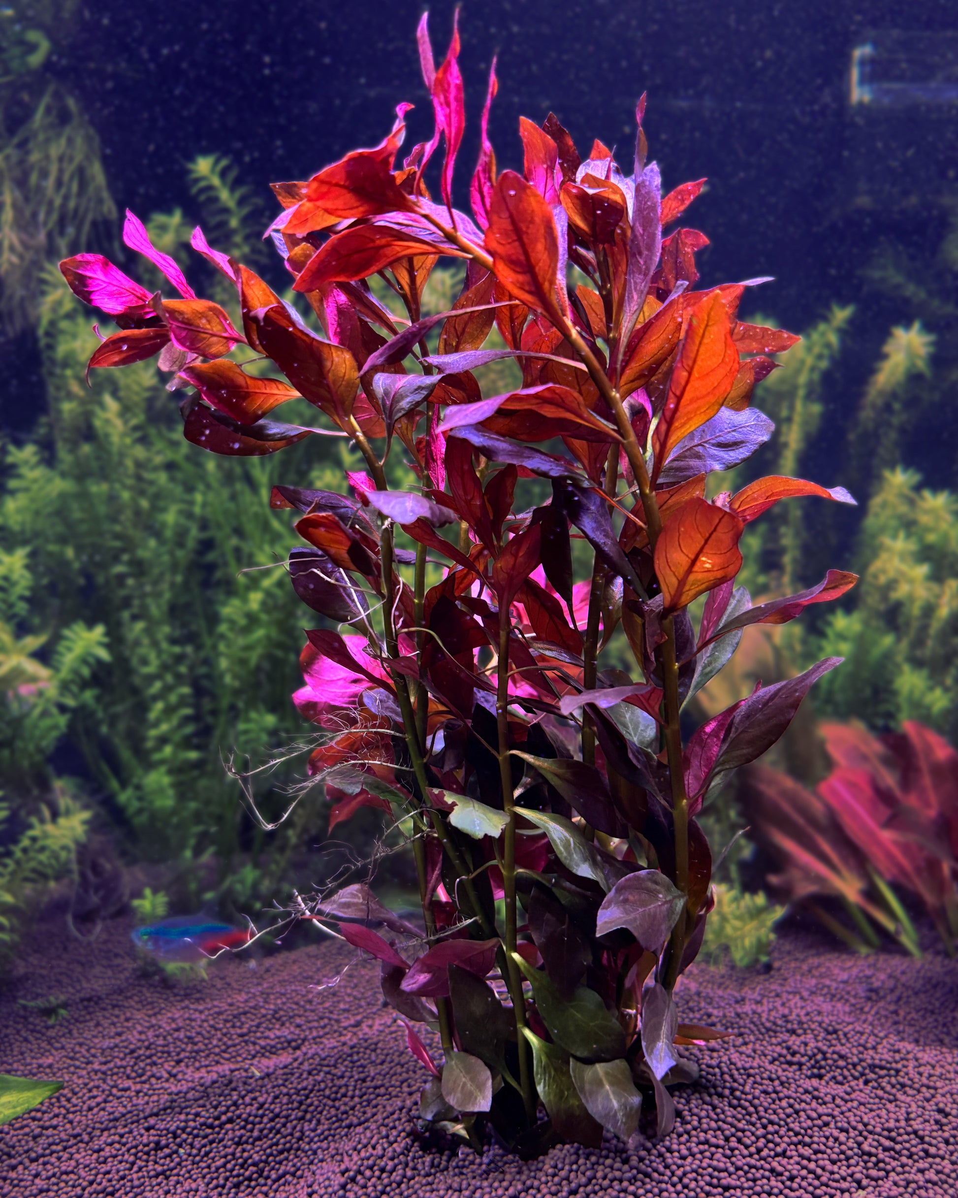Aquarium plant with red and green leaves on a dark background