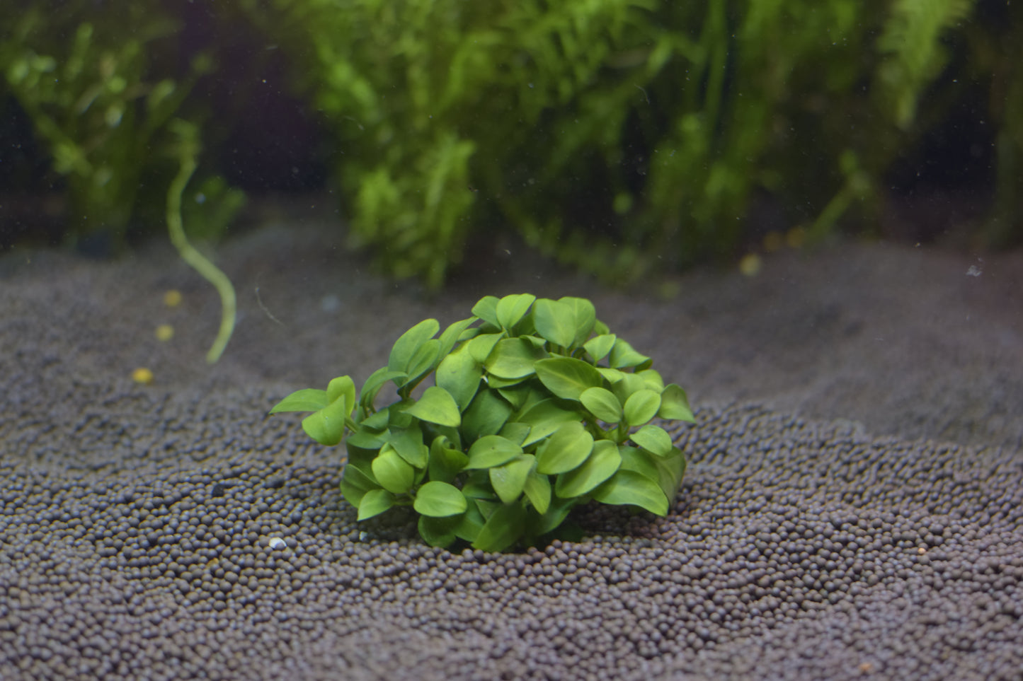 Anubias Barteri var. "Nana Petite"