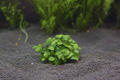 Anubias Barteri var. "Nana Petite"