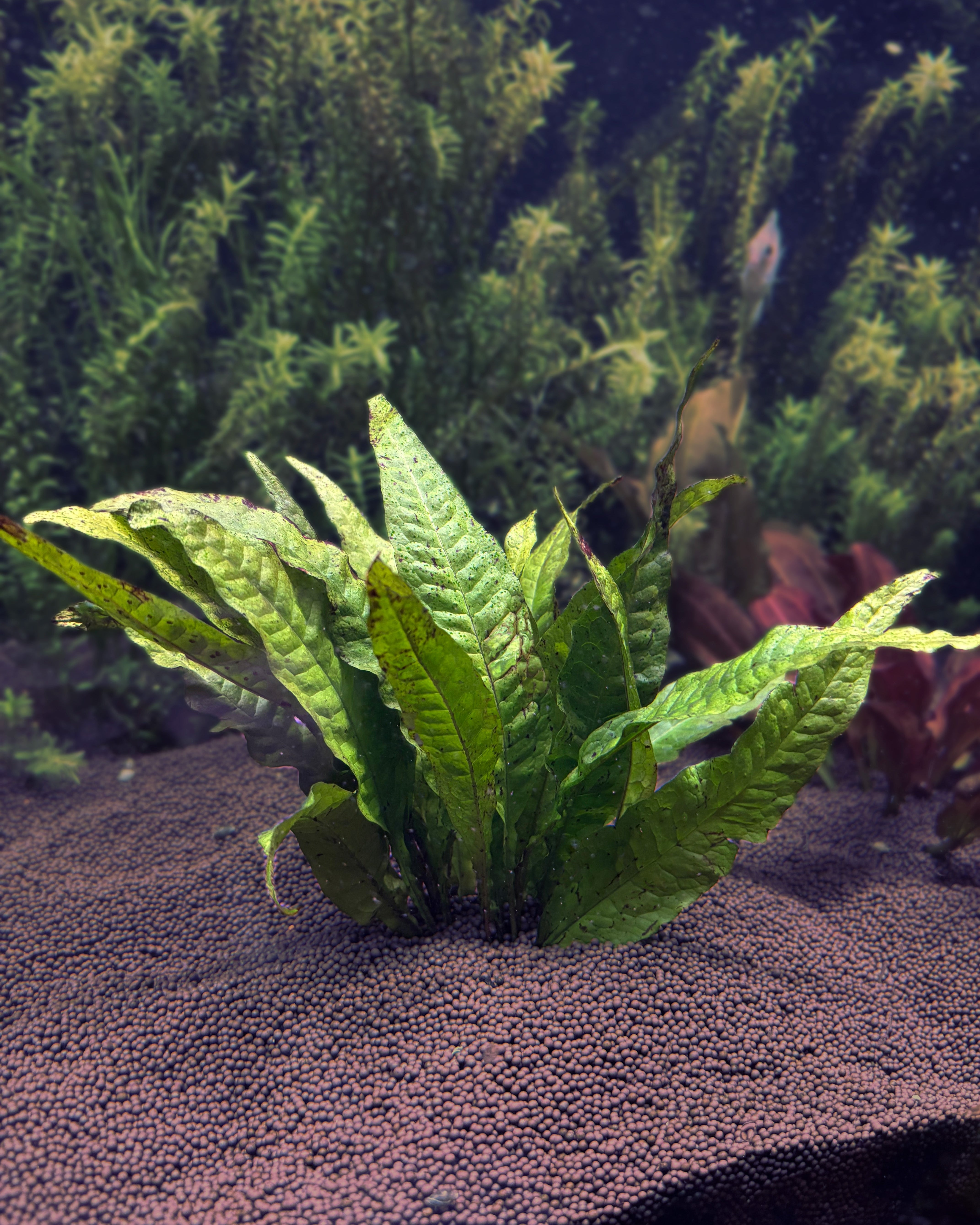 Java Leaf Microsorum Pteropus,