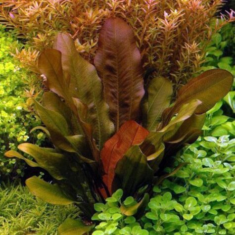 Echinodorus Sp. "Red Melon"