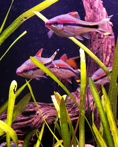 Rosaline Sharks
