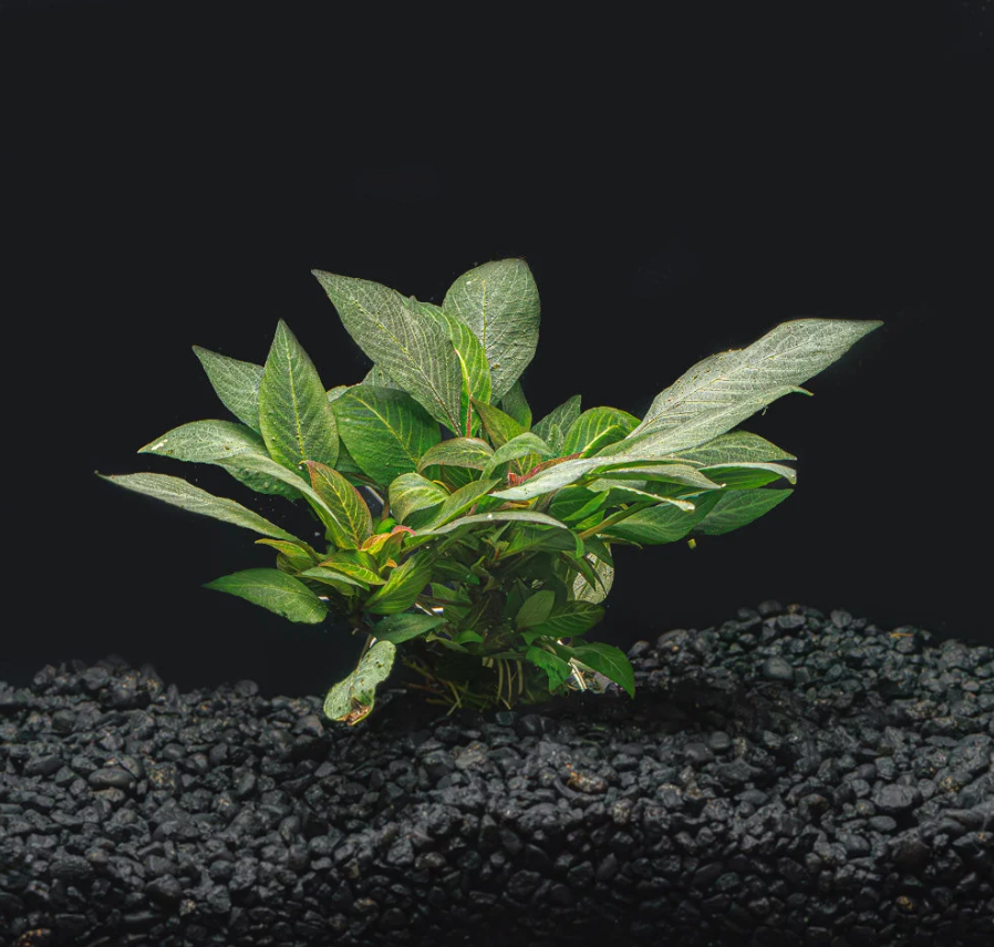 Hygrophila Corymbosa var. Compacta