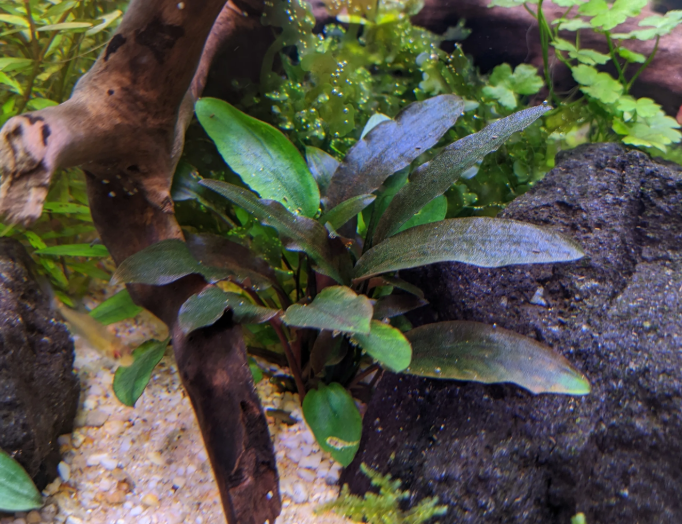 Cryptocoryne Beckettii var. Petchii