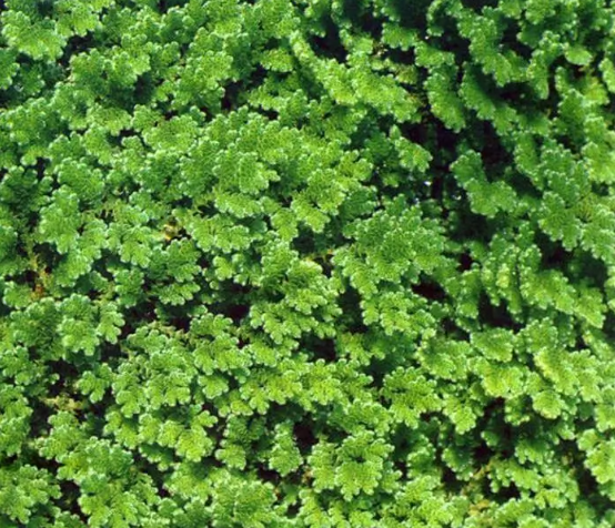 Azolla Caroliniana
