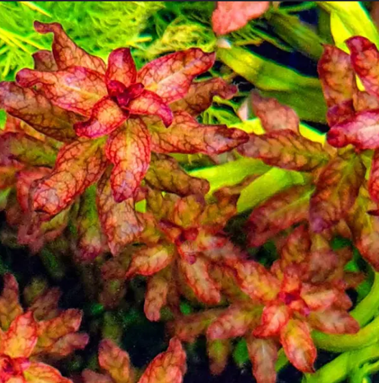 Ludwigia Senegalensis