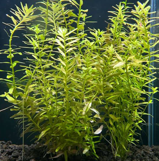 Rotala Rotundifolia var. "Green"