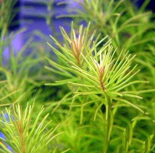 Rotala Nanjenshan