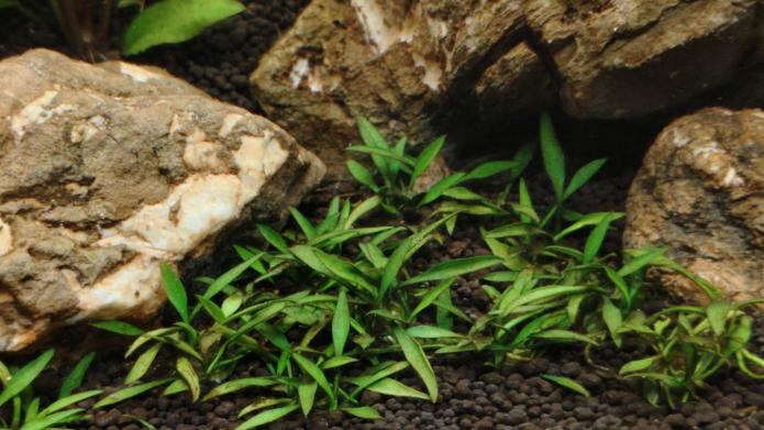 Cryptocoryne Parva