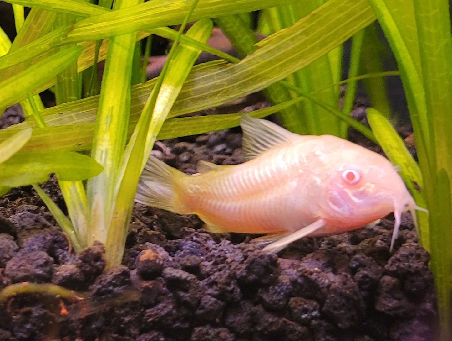 Albino Corydora