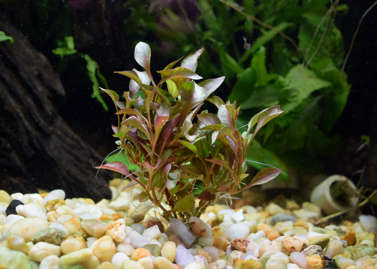 Alternanthera Bettzickiana "Red"