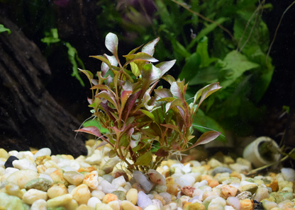 Alternanthera Bettzickiana "Red"