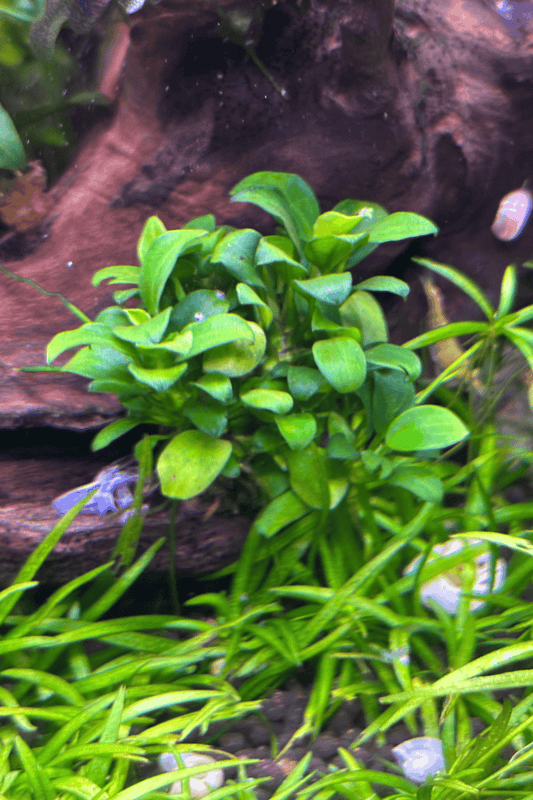 Anubias Barteri var. "Nana"