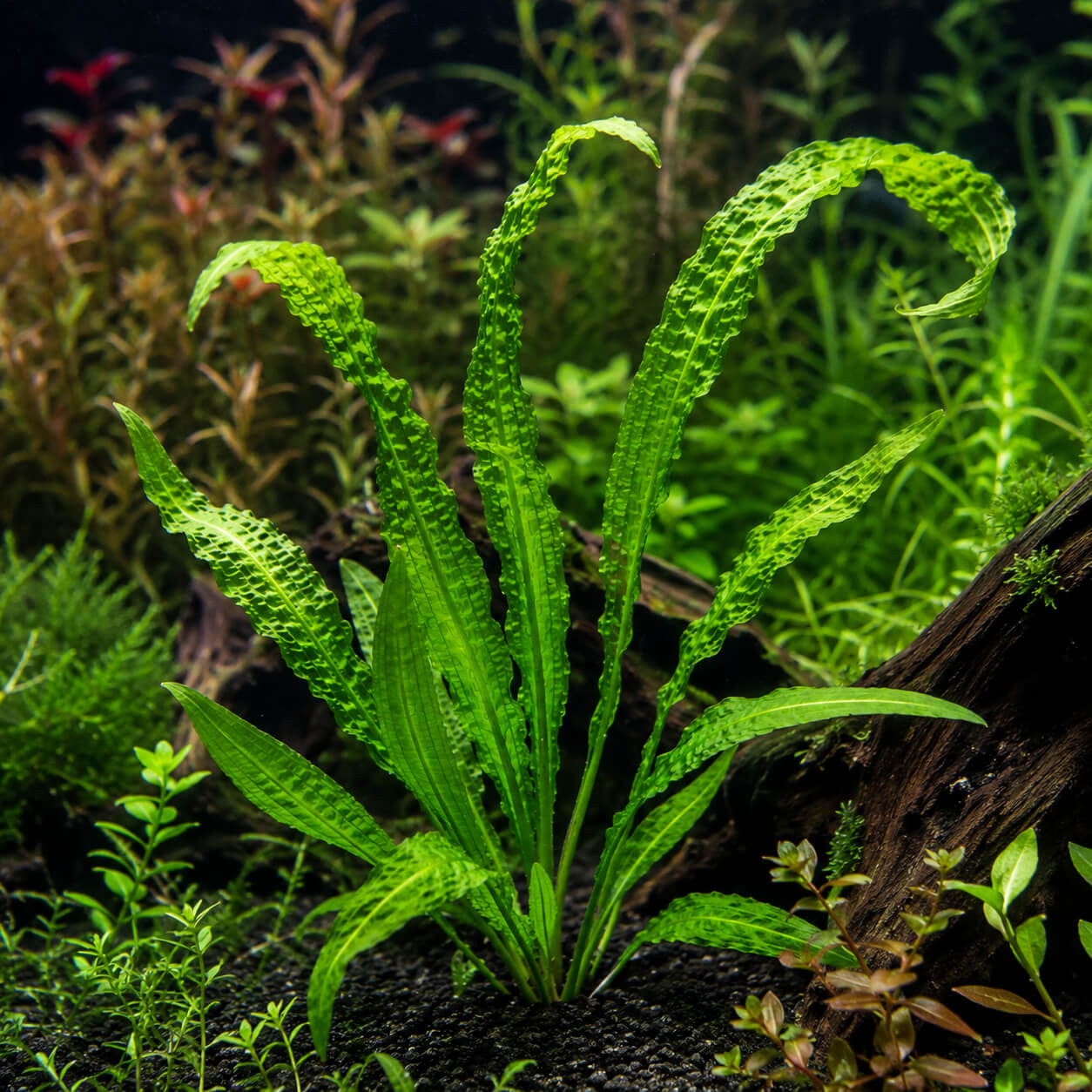 Aponogeton Boivinianus