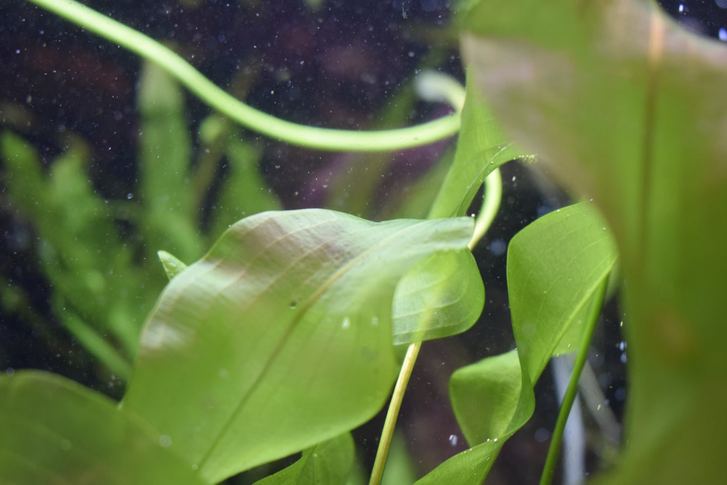 Aponogeton Ulvaceus