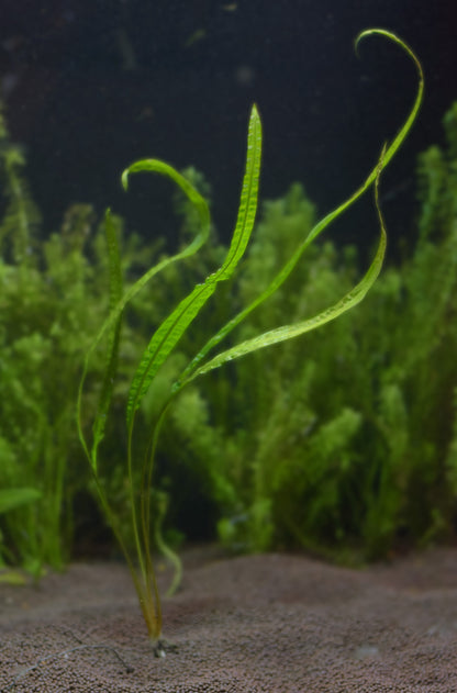 Aponogeton Crispus