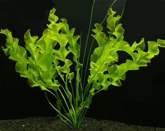 Aponogeton Ulvaceus