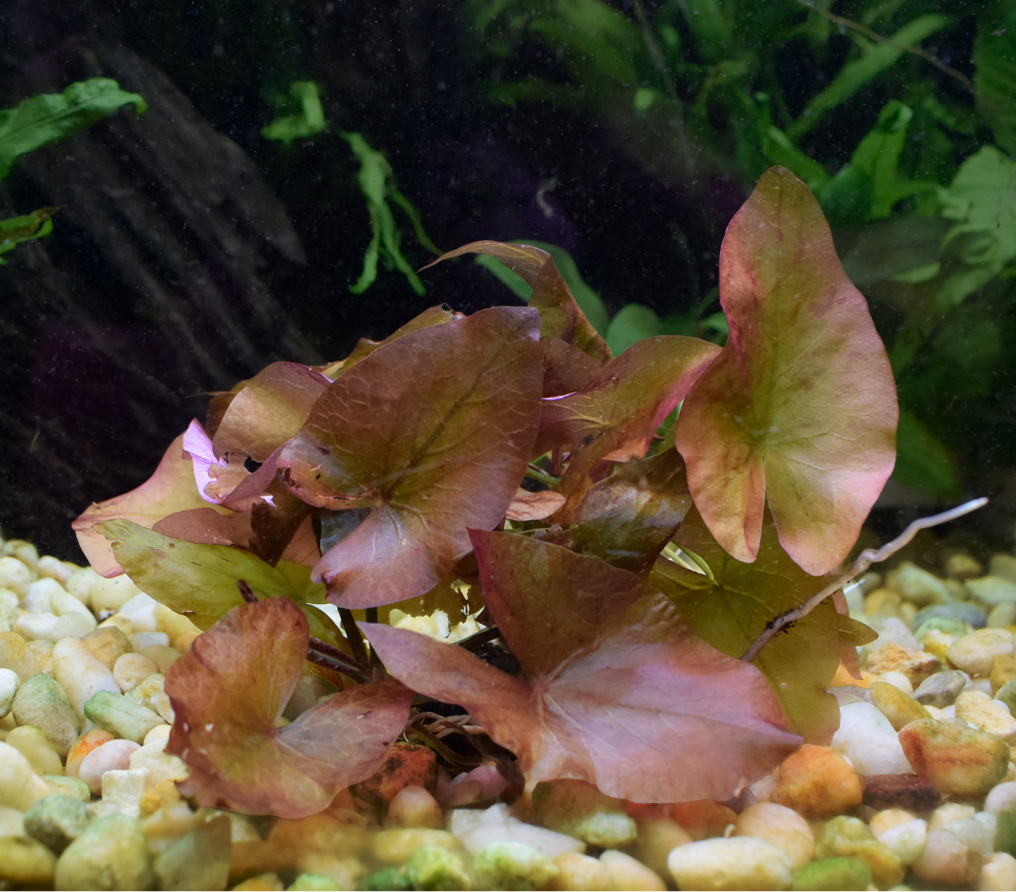 Nymphaea Stellata, "Dwarf Aquarium Lily"