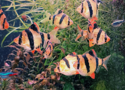 Tiger Barb