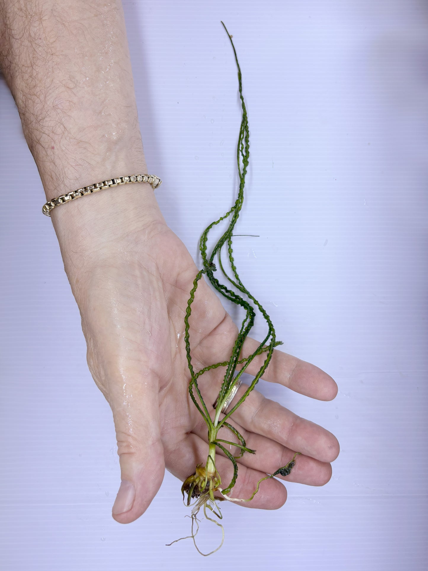 Crinum Calamistratum