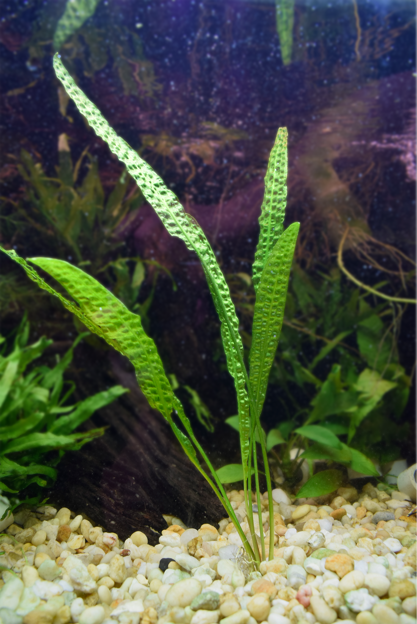 Aponogeton Crispus