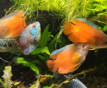 Dwarf Gourami