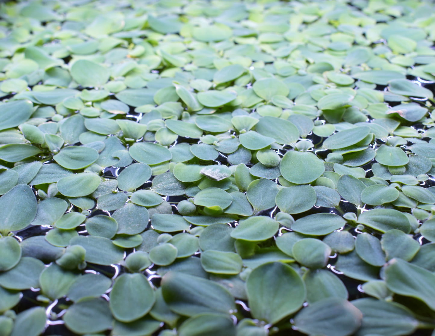 Dwarf Water Lettuce - Pistia Stratiotes