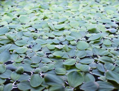 Dwarf Water Lettuce - Pistia Stratiotes
