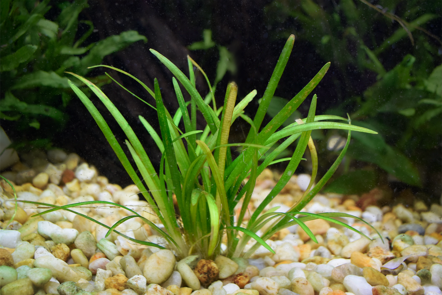 Sagittaria Subulata "Dwarf"
