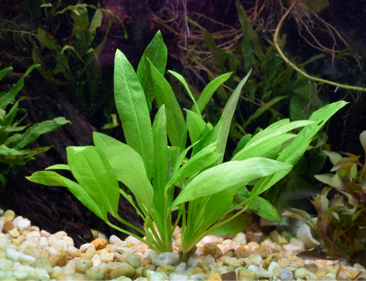 Echinodorus Blehri var. Compacta