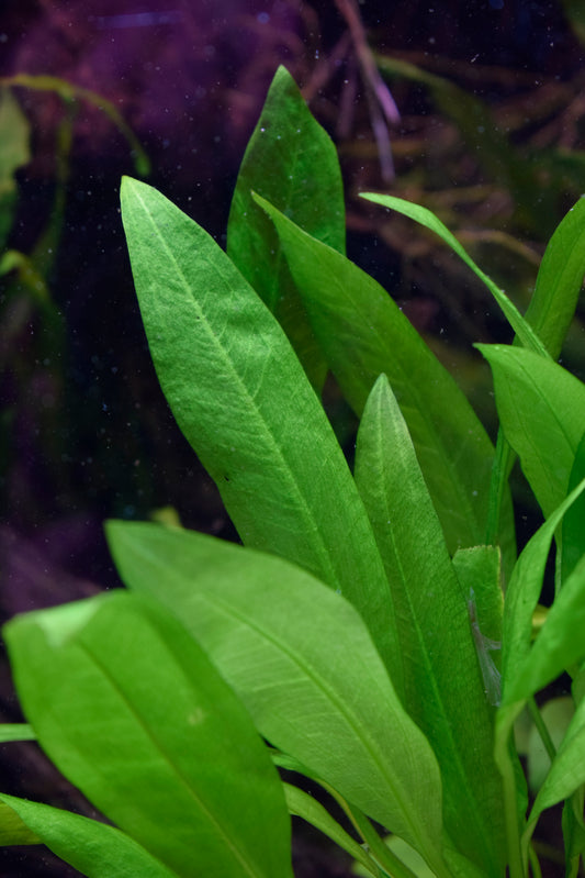 Echinodorus Blehri var. Compacta