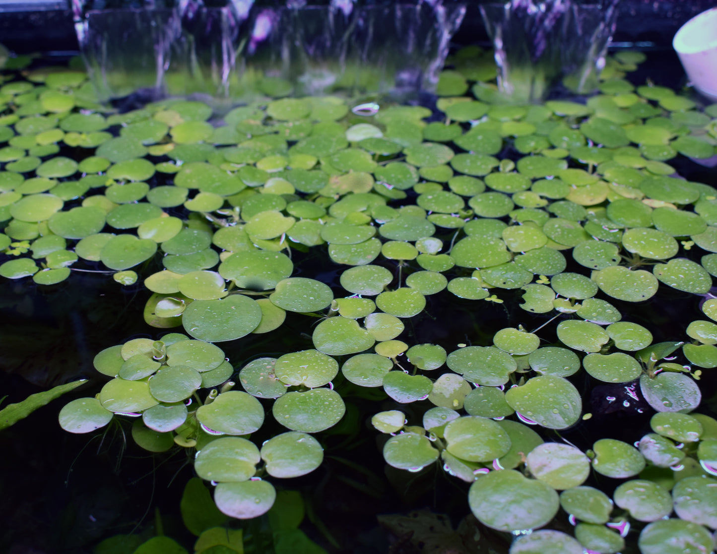 Frogbit - Hydrocharis laevigata