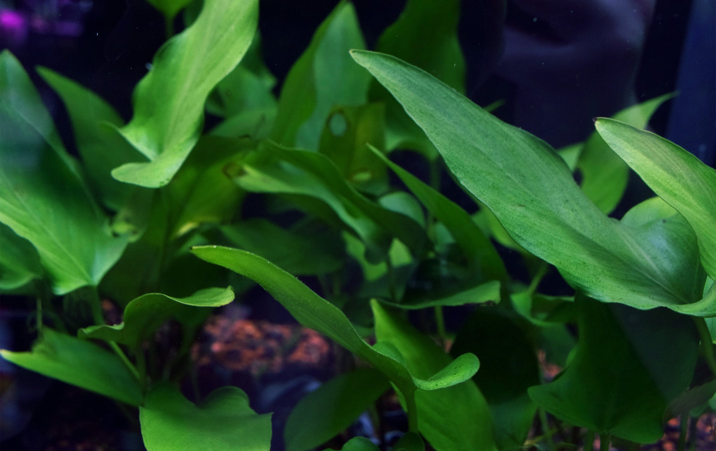 Large Anubias Hastifolia