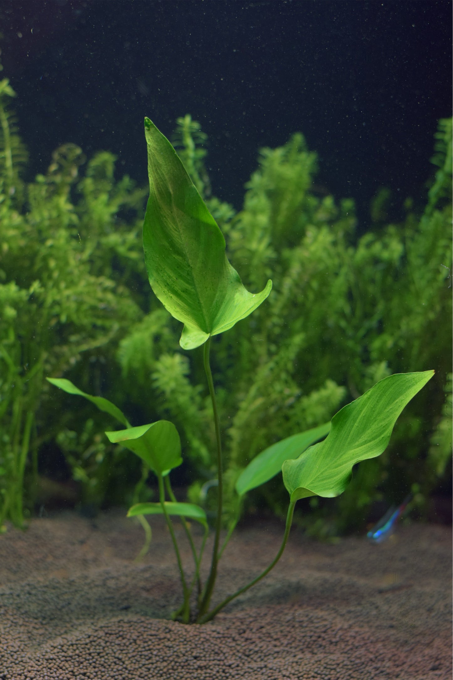 Large Anubias Hastifolia